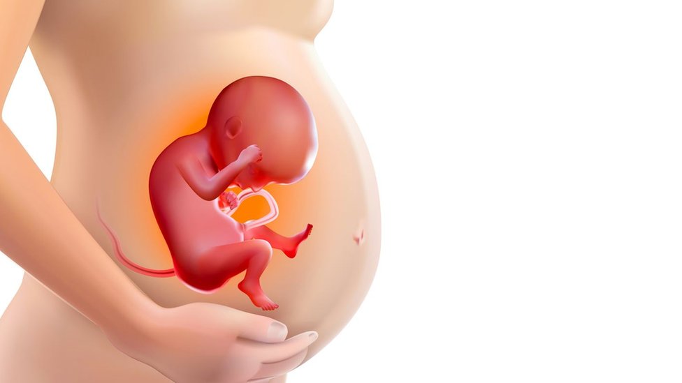 Ilustração mostrando um bebê no útero