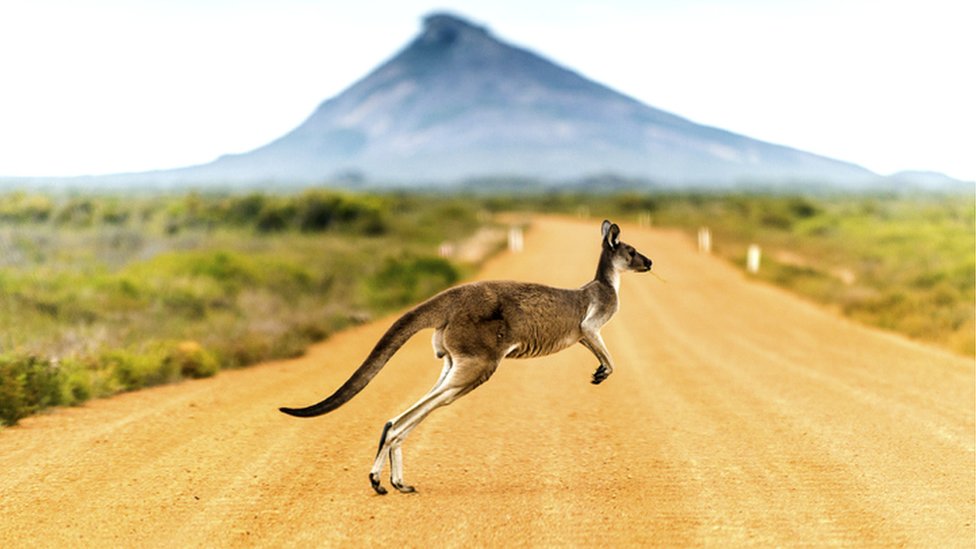 Canguro en Australia.