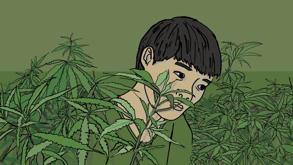 Joven vietnamita en una granja de cannabis.