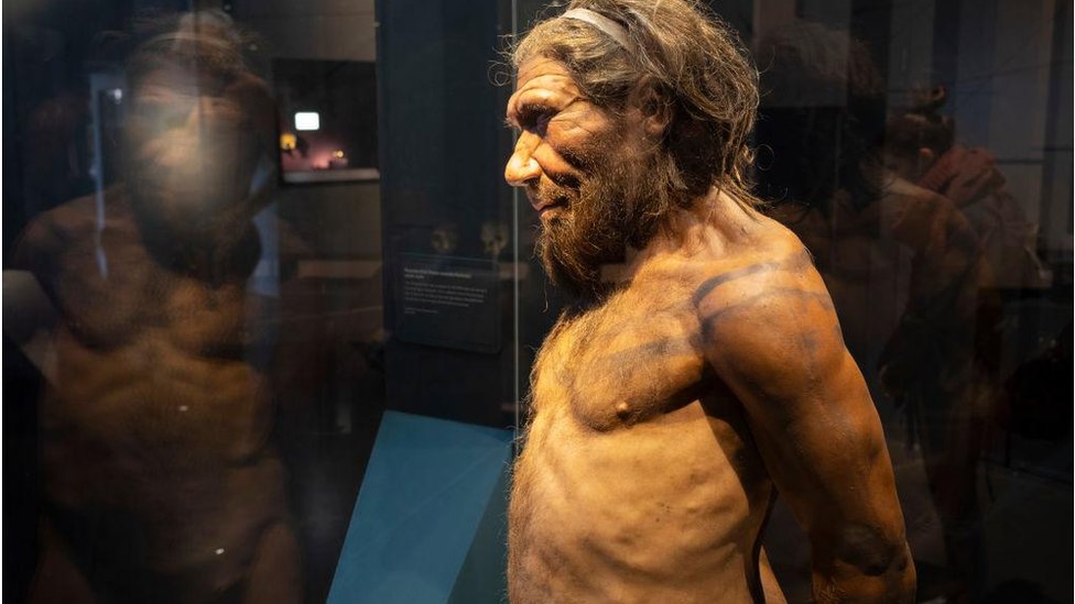 Neanderthal man at the human evolution exhibit at the Natural History Museum on 27th April 2022 in London, United Kingdom.