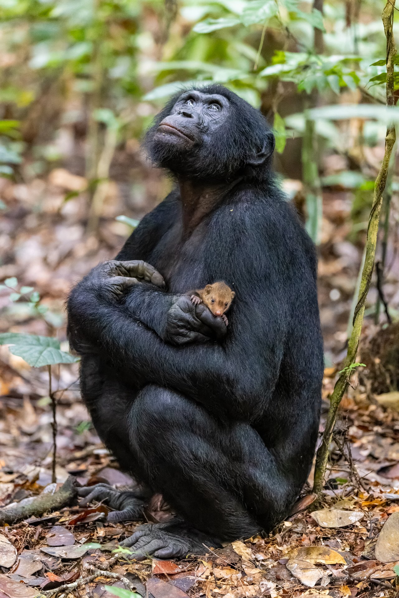 Bonobo sosteniendo una mangosta
