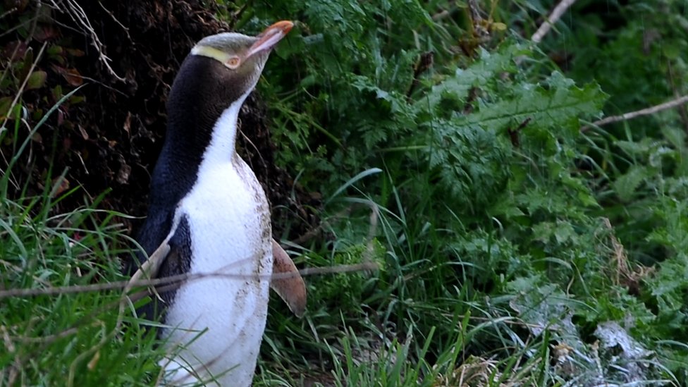 New Zealand: Concern for 'world's rarest penguin' - BBC News