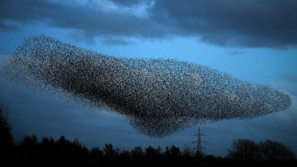 Starling murmuration over Gretna Green