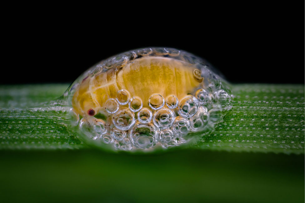 Una ninfa de chicharrita envuelta en un líquido espumoso que se asemeja a la saliva