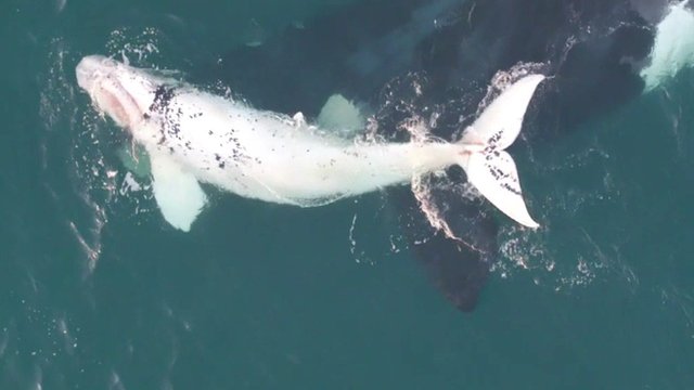 Southern Right Whale calf