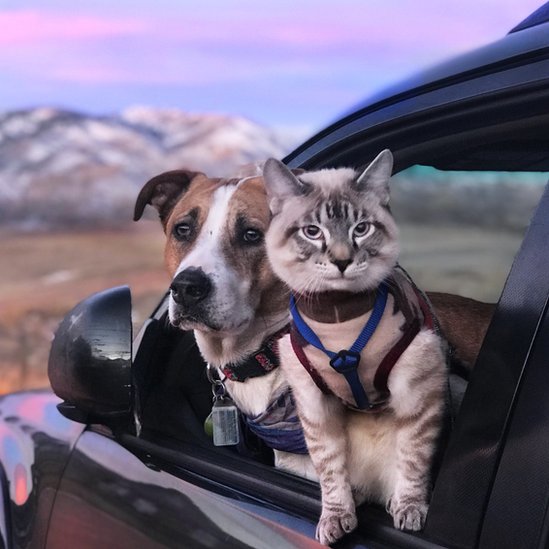 El perro y el gato mirando por la ventana de un auto.