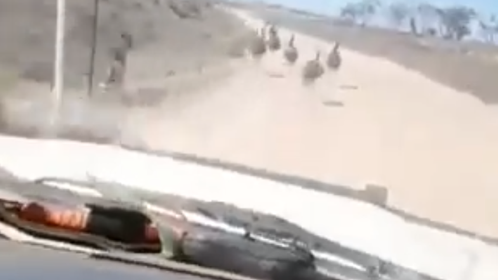 Video pokazuje kako ptice beže ispred automobila