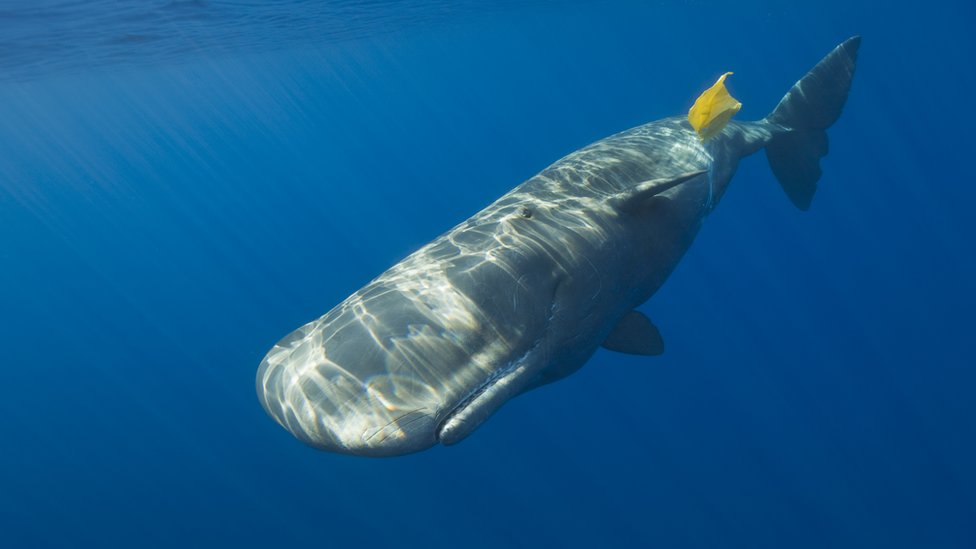 Yüzlerce türde deniz canlısı, yiyecek gibi koktuğu için plastik yiyor.