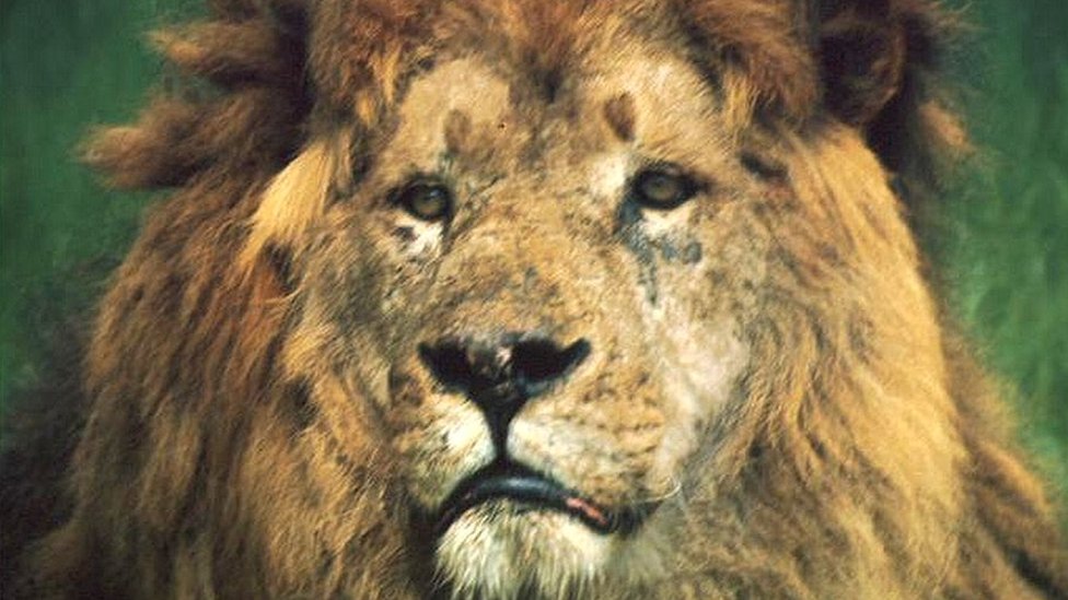 A lion (Image: BBC)