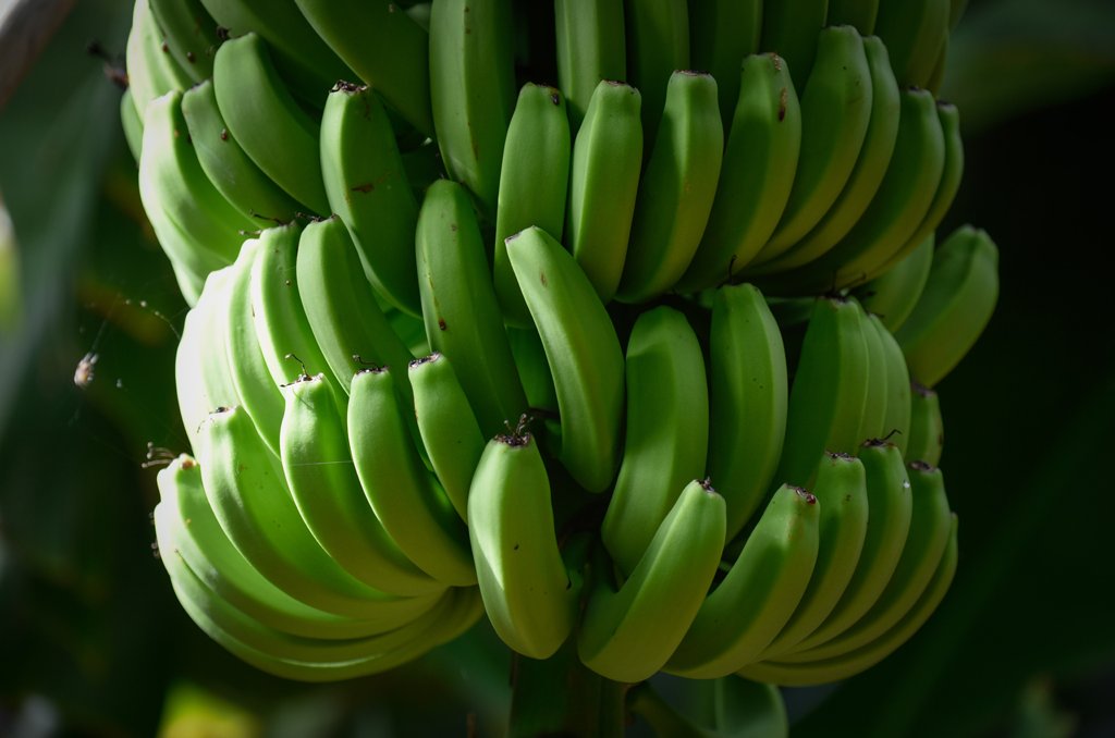 Bananas trees are pictured at a plantation in Los LLanos de Aridane, on the Spanish Canary Island of La Palma, on September 12, 2017. / AFP PHOTO / DESIREE MARTIN (Photo credit should read DESIREE MARTIN/AFP/Getty Images)