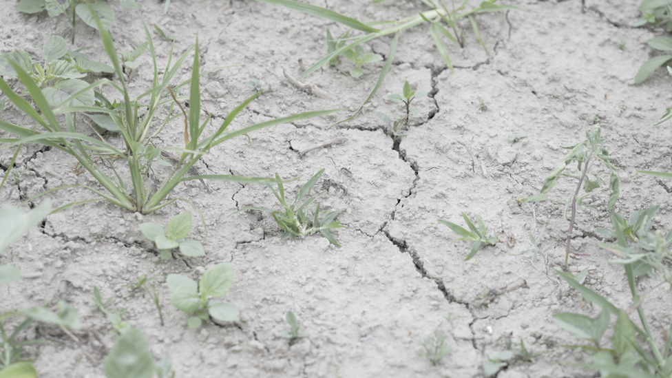 Farmer Chuang's cracked former rice fields lying fallow