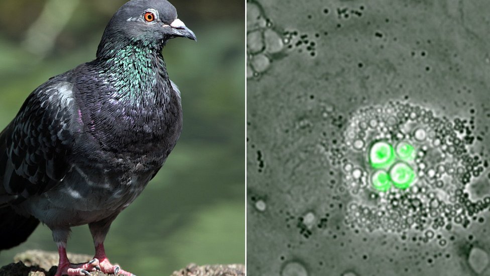 White blood cell found in birds 'can destroy fatal infection' - BBC News