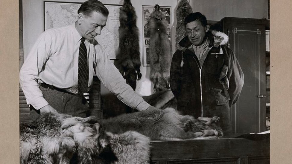 Ветеран кри, Джеймс Сазерленд, приносит меха почтовому менеджеру компании Гудзонова залива Рону Дункану на острове Moose Factory, Онтарио, январь 1946 г.