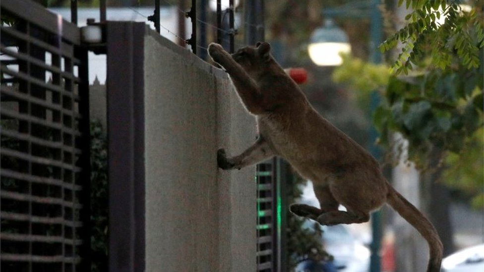 A cougar climbs a wall during the dawn at a neighbourhood before being captured and taken to a zoo, in Santiago, Chile March 24, 2020