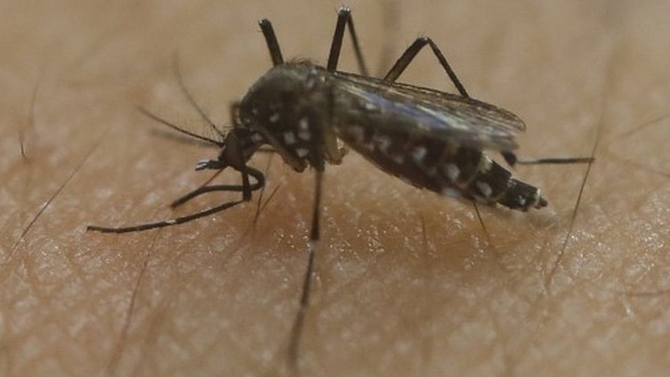 Самка комара Aedes aegypti