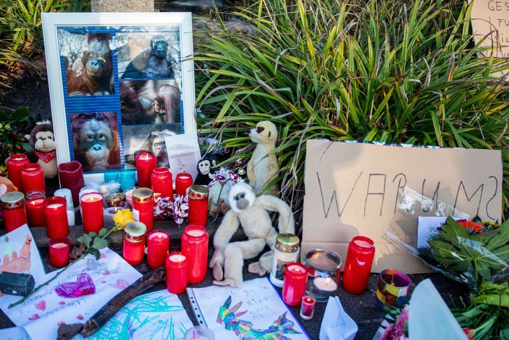 Muchos dejaron velas en recuerdo a los monos que murieron en el incendio. Memorial a los monos que murieron