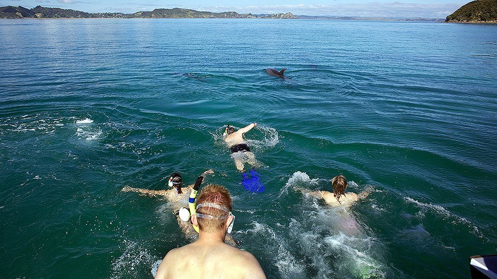 Delfini u Zalivu ostrva