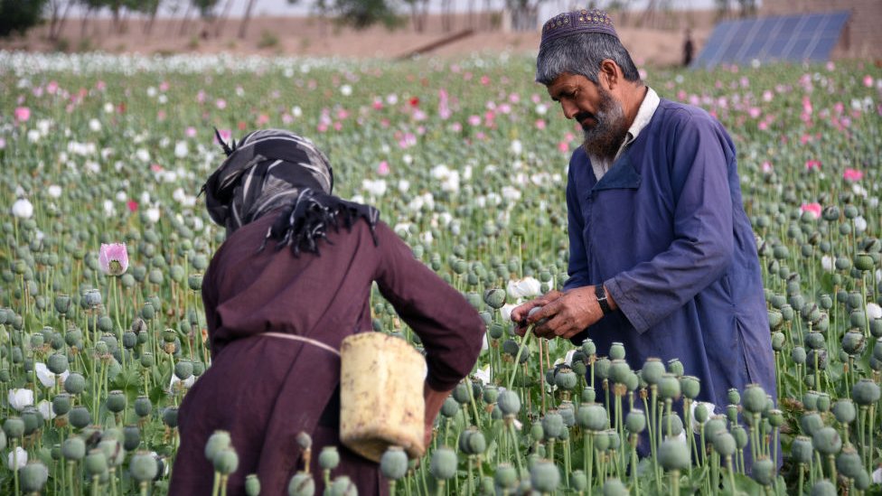 Opium harvest