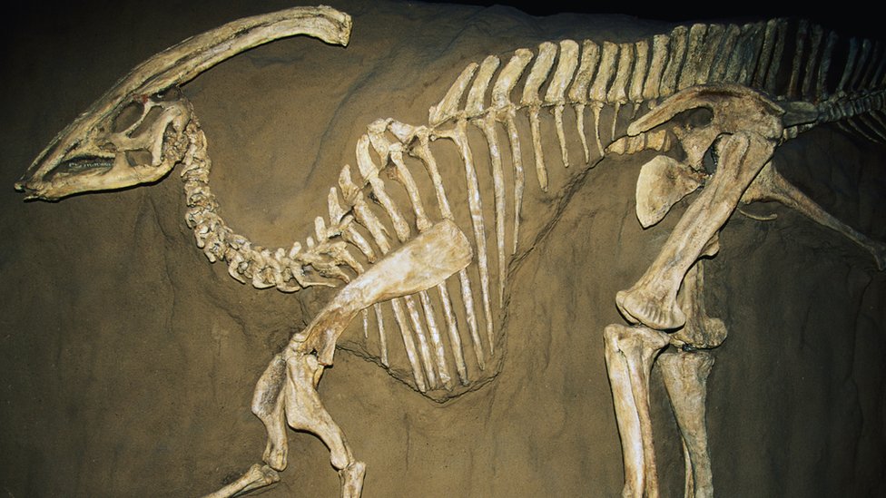 Top 99+ imagen fossil of dinosaur