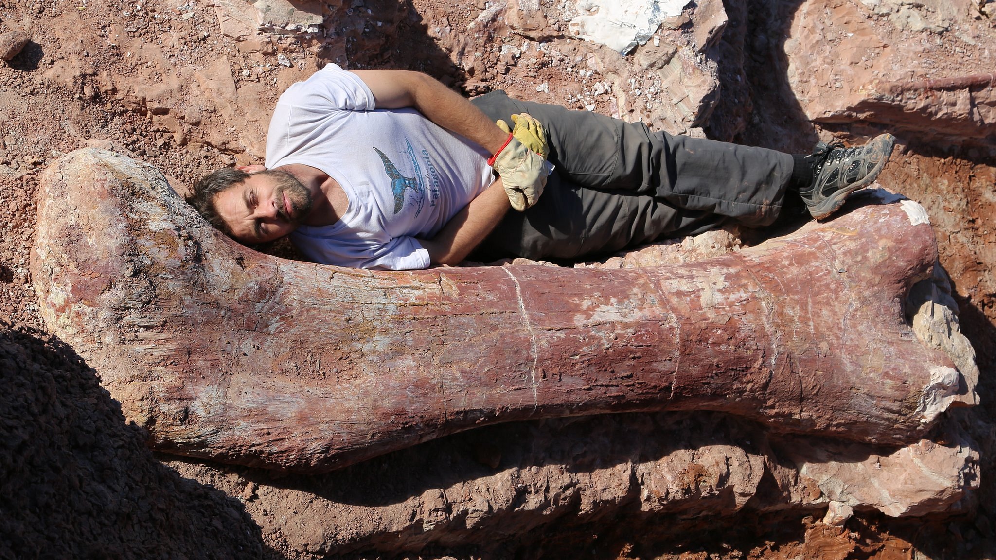 Biggest dinosaur ever' discovered - BBC News