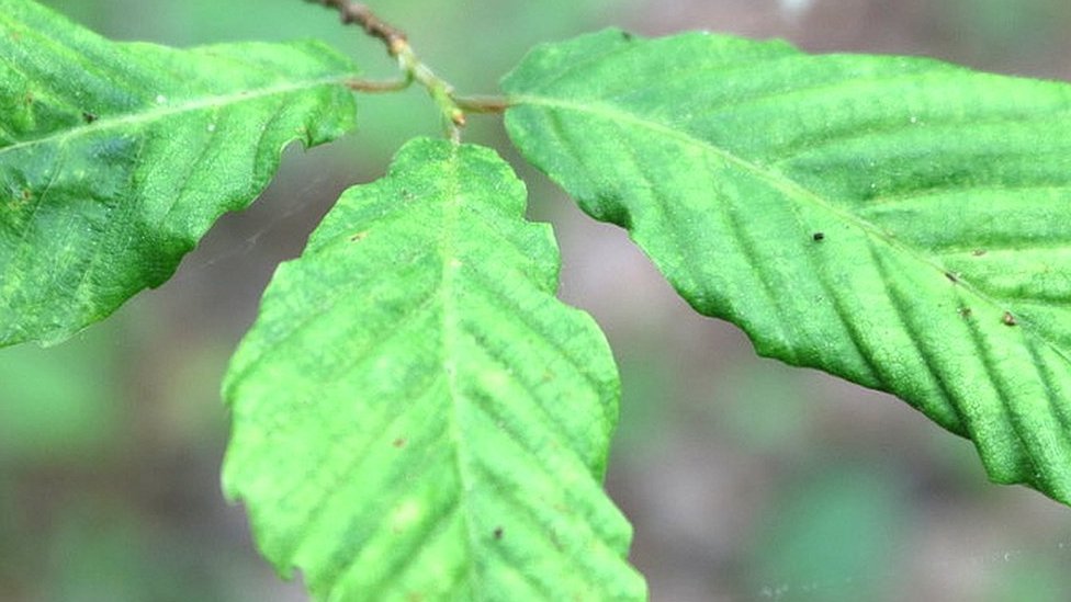 Mystery disease killing beech trees BBC News