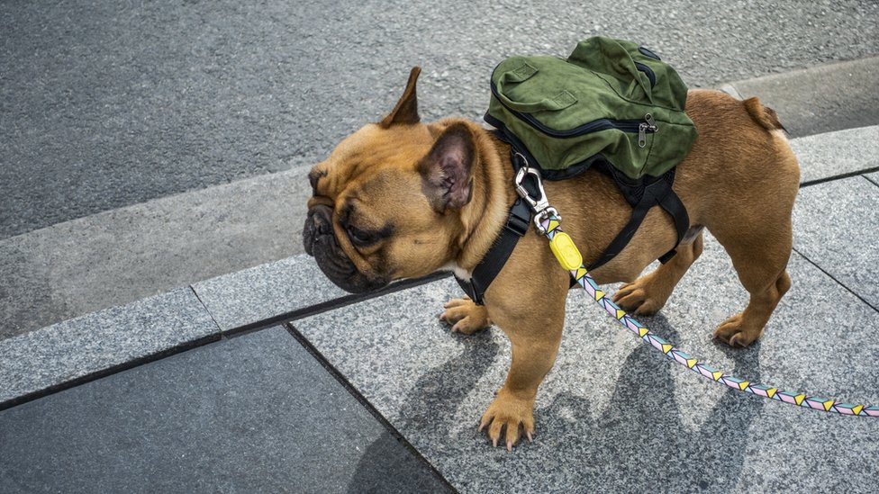 yürüyüşe çıkartılan bir köpek.