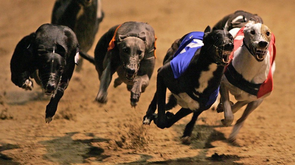Are greyhounds profitable
