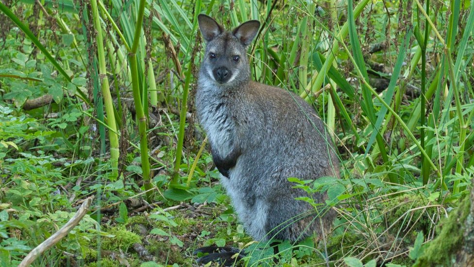 Proper evidence key to Isle of Man wallaby policy, says charity - BBC News Proper evidence key to Isle of Man wallaby policy, says charity - BBC News