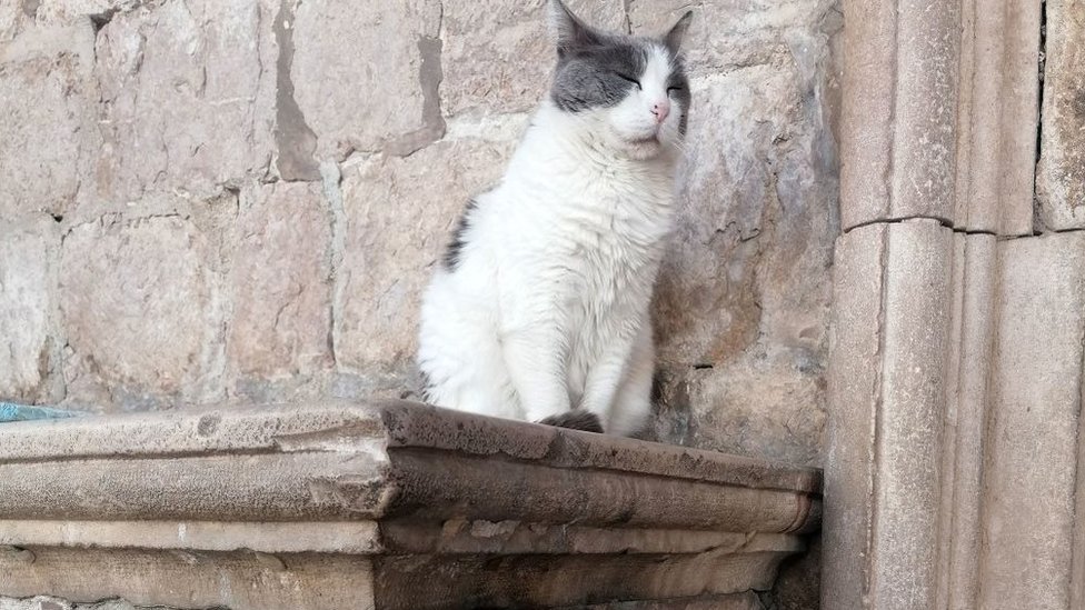 القطة أنستازيا