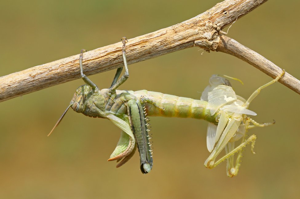 A grasshopper perched on a branch moulting its exoskeleton