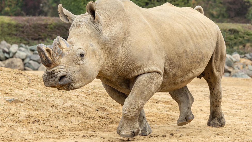 White rhino with 'big personality' dies at Colchester Zoo