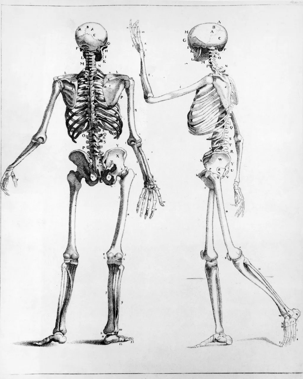 Reprodução de esqueleto humano
