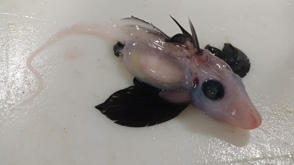 A newly-hatched deepwater ghost shark discovered by a team of scientists off the coast of New Zealand's South Island