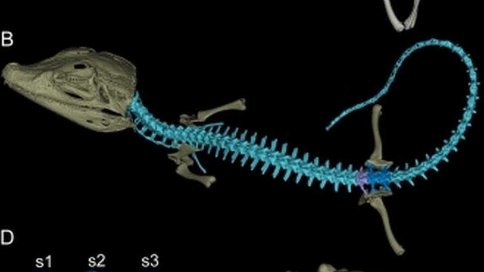 Раздаточное изображение информационного листа, показывающее структуру костей древнего каймана Purussaurus mirandai.