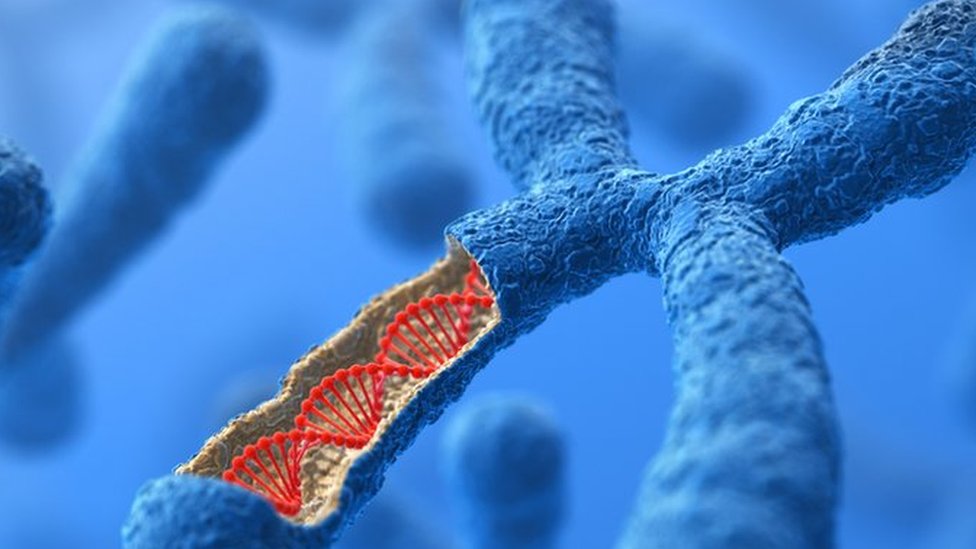 Chromosome made of DNA