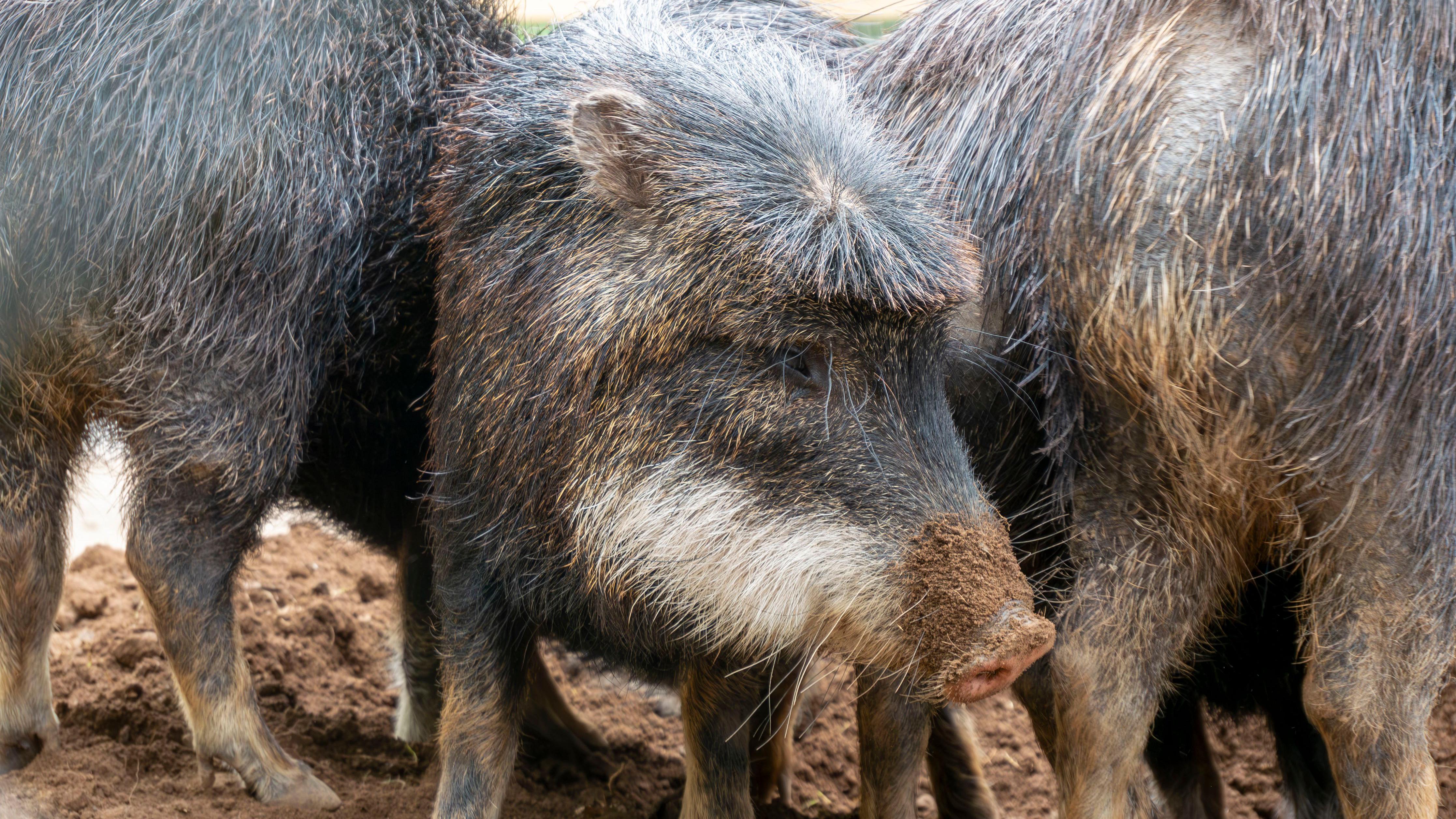 Vulnerable' peccaries find new home at Dartmoor Zoo