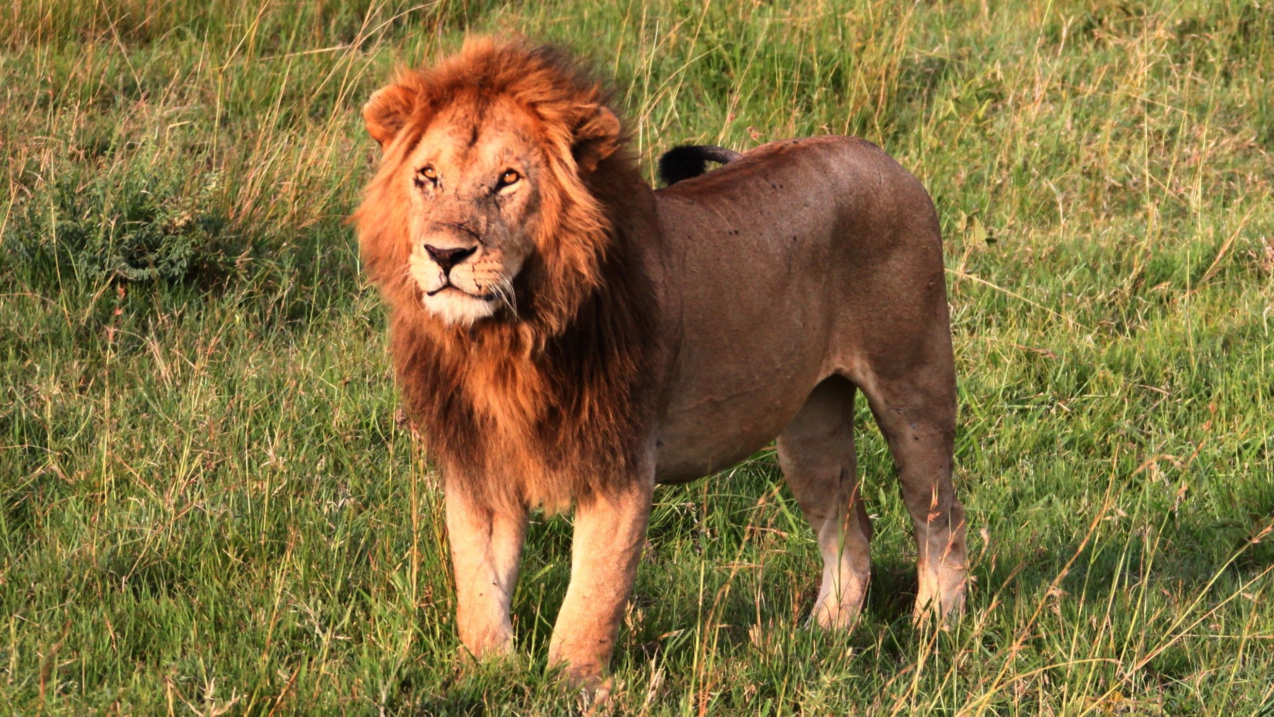 Lion Lion