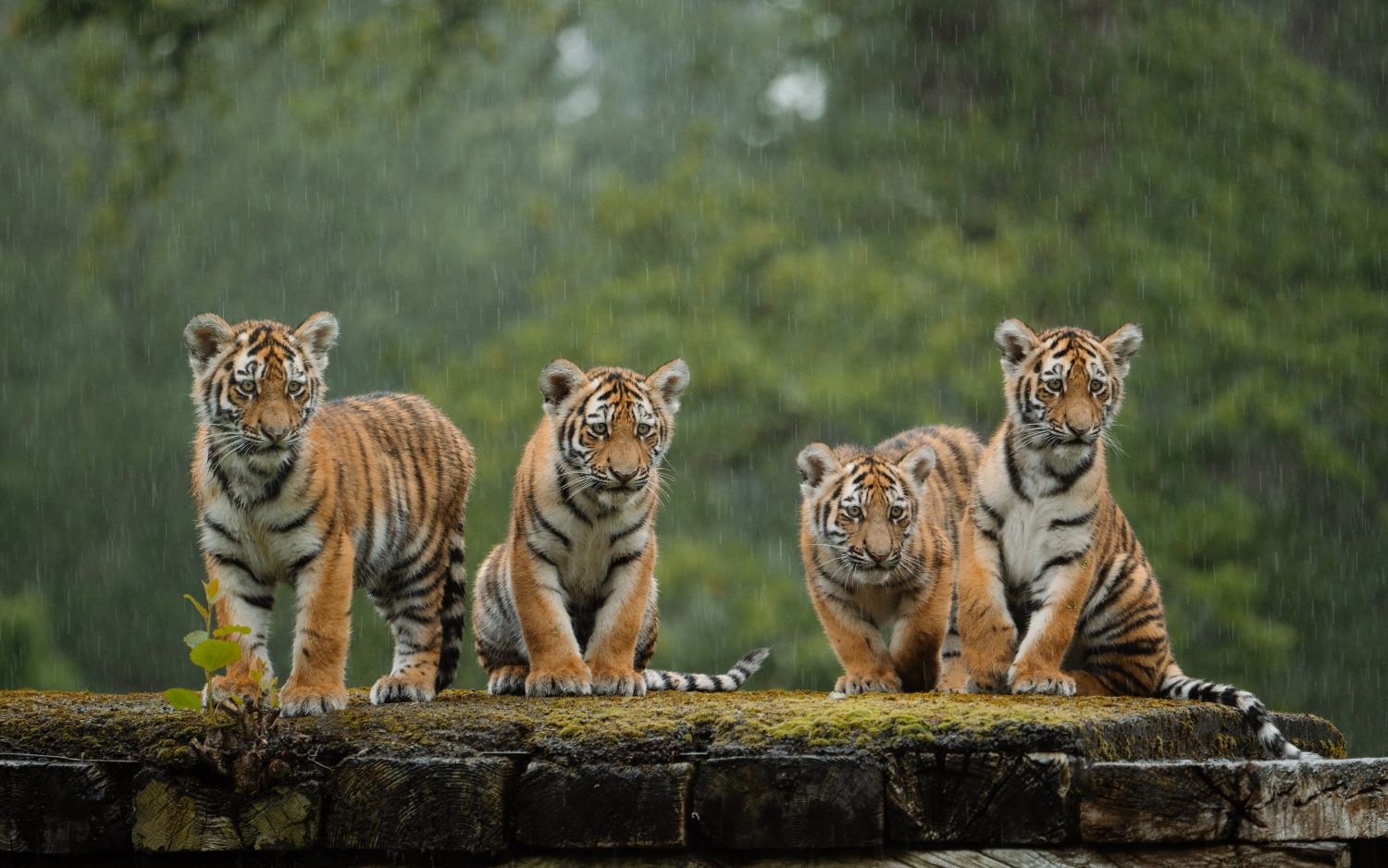 Calls for Transparency Mount as Tiger Losses Threaten India’s Conservation and Eco-Tourism