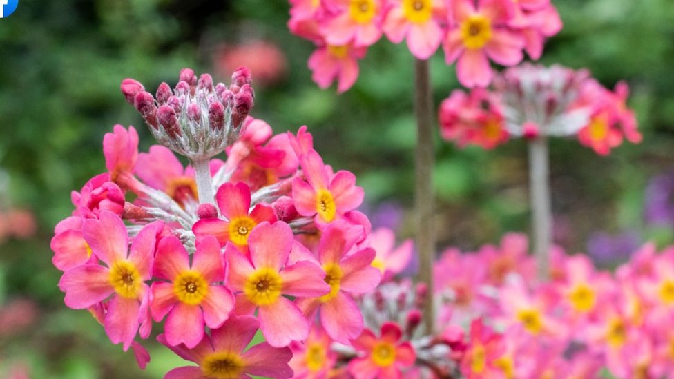 Цветущие цветы в Королевском ботаническом саду в Эдинбурге