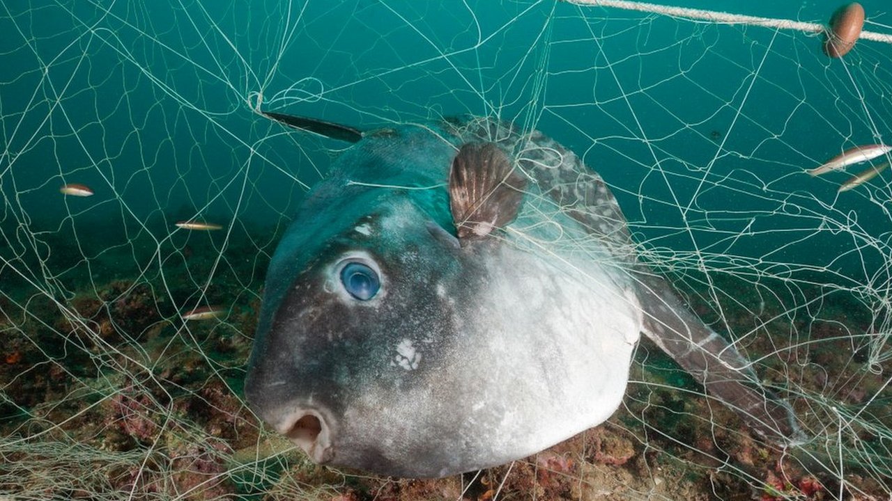 Is Netflix's Seaspiracy film right about fishing damaging oceans? - BBC News