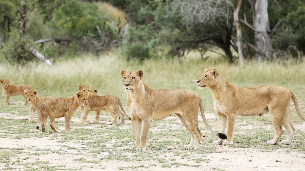 Львы в национальном парке Крюгера в Южной Африке