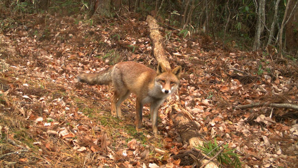 Un zorro rojo mira hacia una de las 106 cámaras que fueron colocadas para estudiar una amplia zona