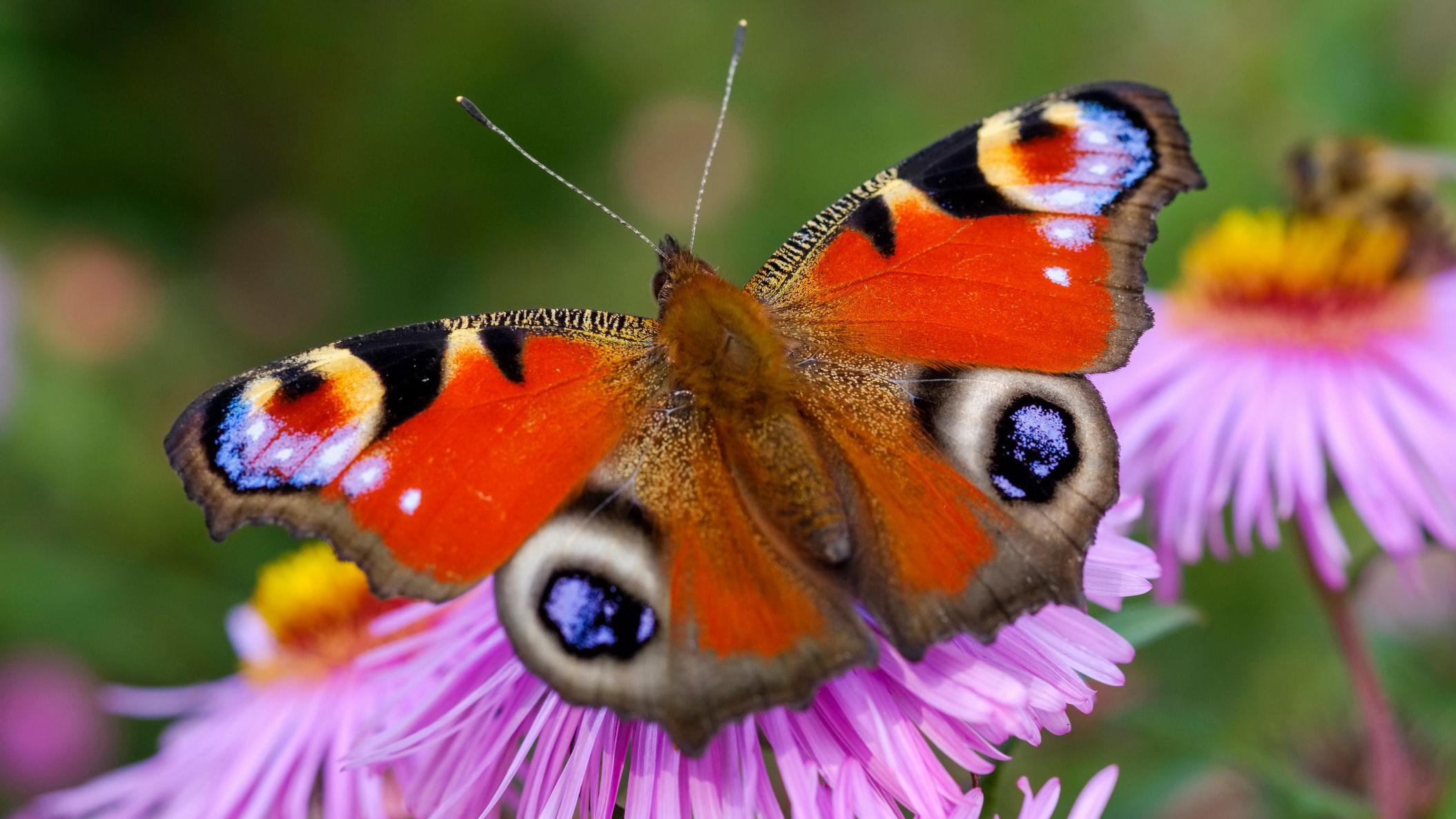 Butterfly count: 'Hugely concerning' decline in NI - BBC News