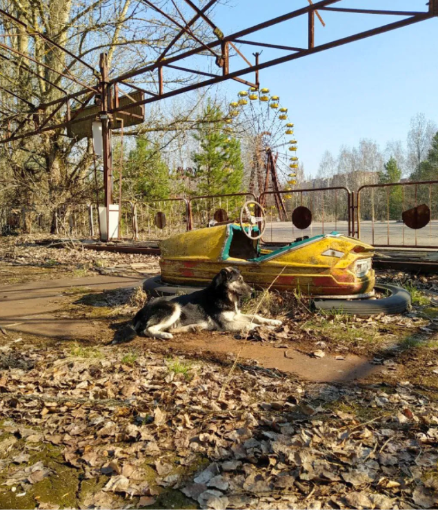 Cão em Chernobyl