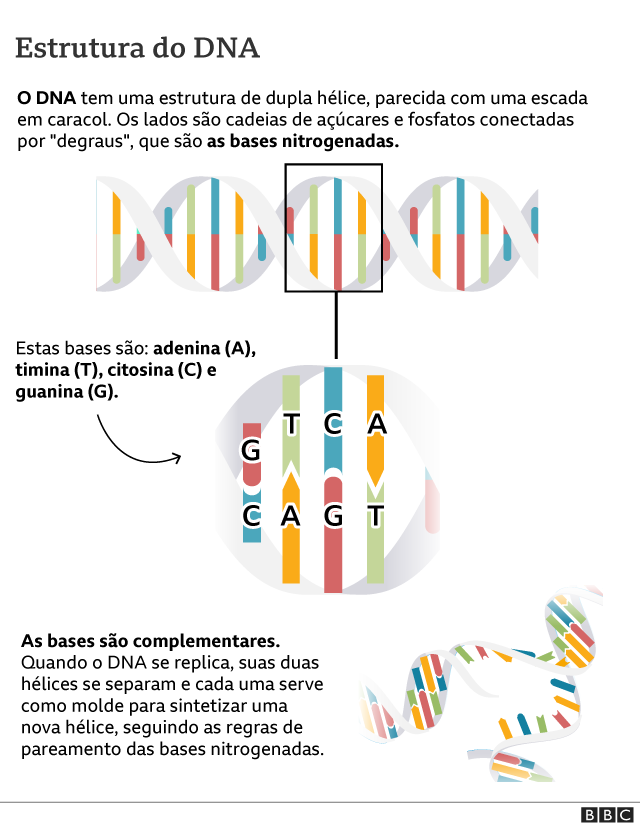 Infográfico mostra a estrutura do DNA