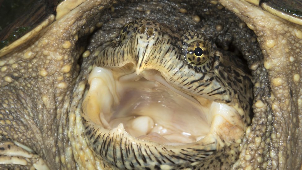 Tortuga mordedora.
