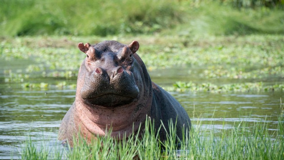 Hypopotamus water halen