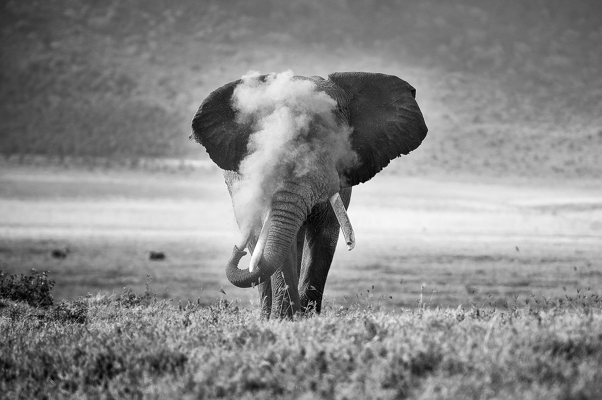 An African elephant blowing dust in the Ngorongoro Crater in Tanzania, Africa.