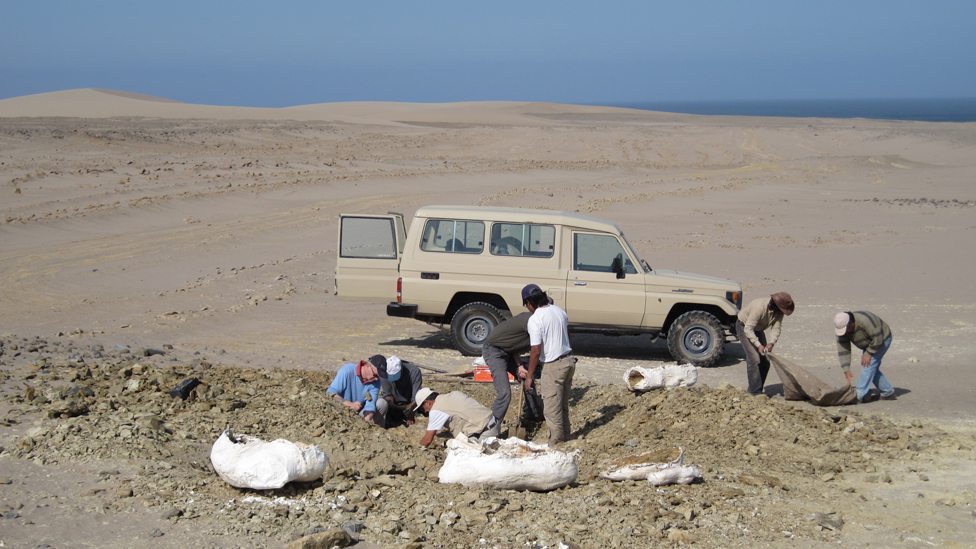 Paleontólogos trabajando en la zona desértica frente a la Playa Media Luna