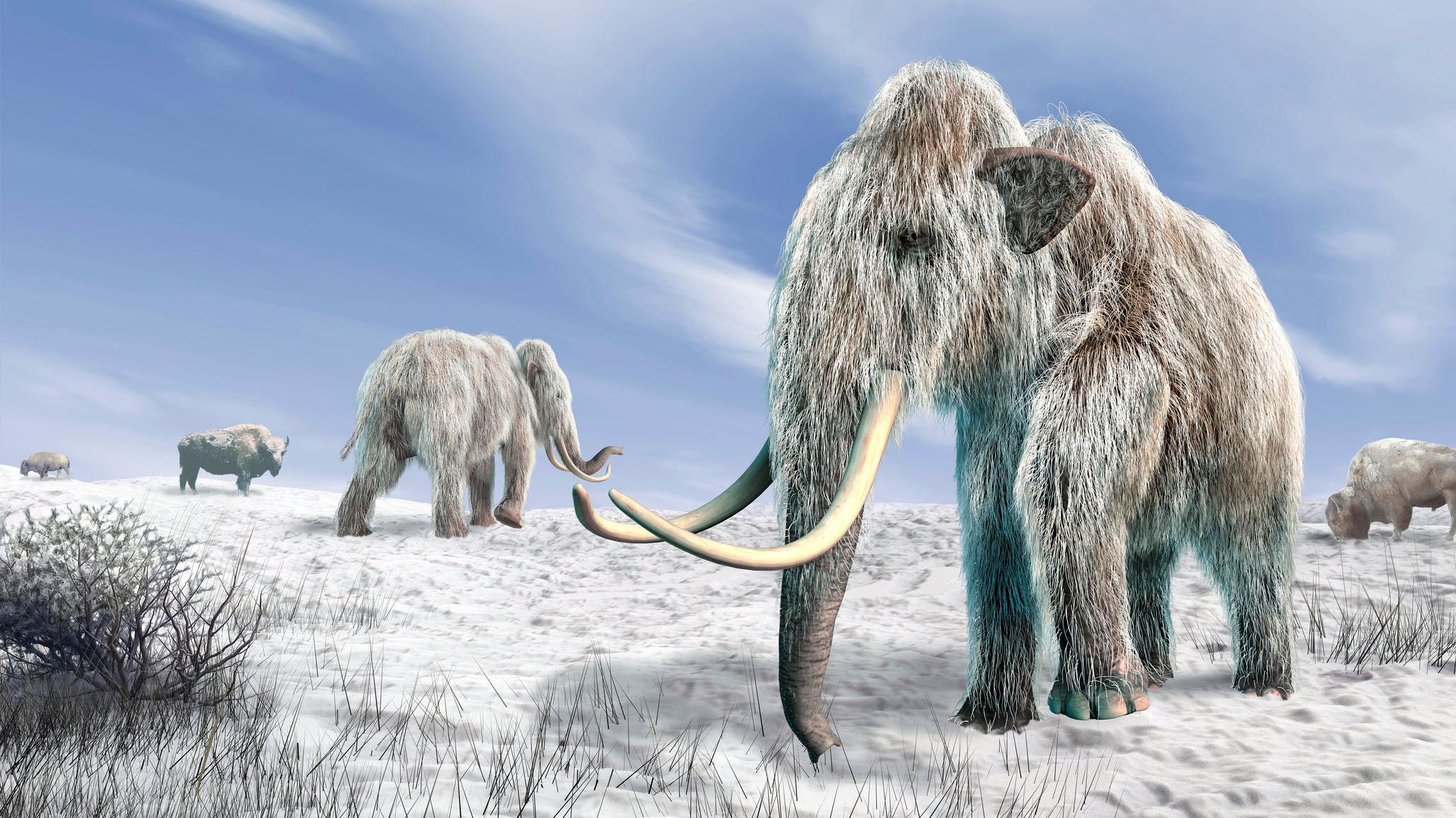  Maximum Mammoth / マキシマムマンモス Sudden event' may be why the woolly mammoths were wiped out - BBC